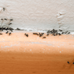 Cómo Identificar una Infestación de Hormigas en tu Hogar