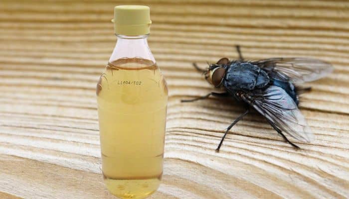 el vinagre atrae a las moscas