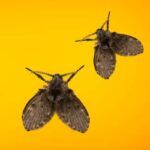 ¿Las Moscas de la Humedad Pican? Descubre Todo lo que Necesitas Saber