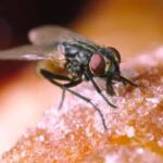 Moscas en la Comida: ¿Qué Debes Saber y Cómo Evitarlas?