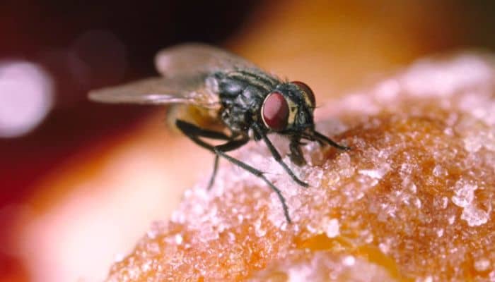 moscas en la comida