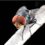 Moscas en la Noche: Causas y Cómo Deshacerte de Ellas