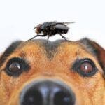 Moscas en los Perros: Cómo Identificarlas y Eliminarlas