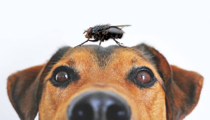moscas en los perros