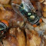 Moscas Grandes en mi Casa: Causas, Soluciones y Prevención