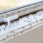 Moscas Pequeñas en las Ventanas: Causas y Cómo Eliminarlas