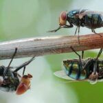 Moscas Verdes en mi Casa: Identificación, Causas y Soluciones