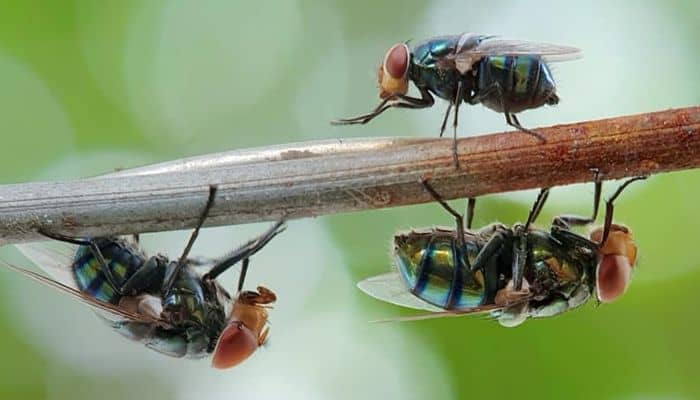 moscas verdes en mi casa