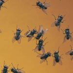 Tipos de Moscas Grandes Negras: Identificación y Características