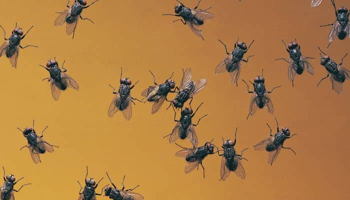 tipos de moscas grandes negras