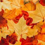 Cómo La Caída De Las Hojas En Otoño Favorece A Las Plagas