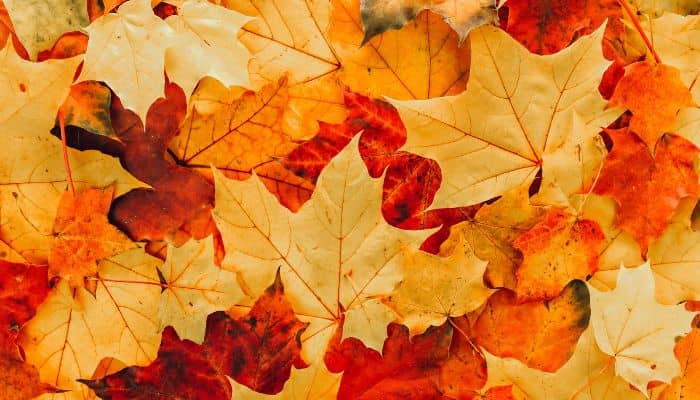 Cómo La Caída De Las Hojas En Otoño Favorece A Las Plagas