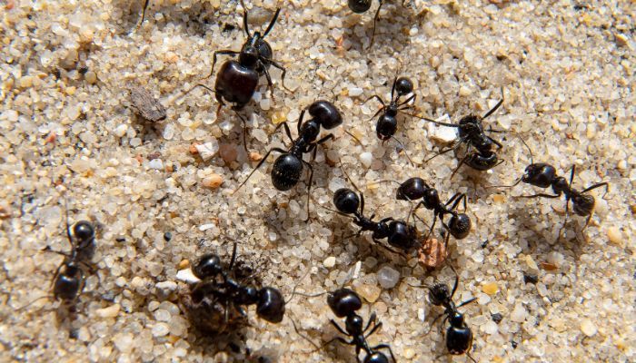 Cómo La Primavera Facilita La Dispersión De Plagas A Nuevas Áreas