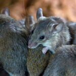 Cómo Las Plagas Se Adaptan A Las Bajas Temperaturas En Invierno