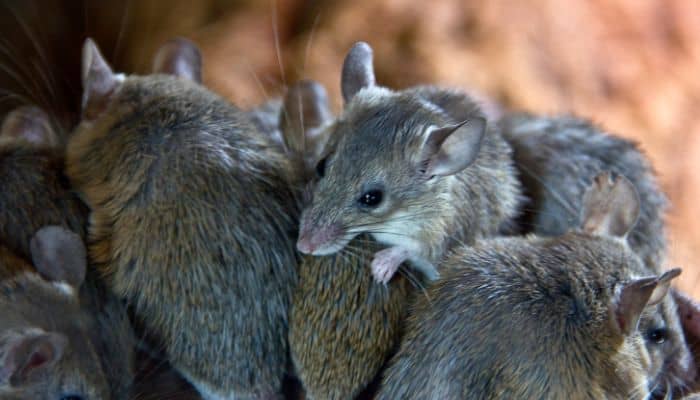 Cómo Las Plagas Se Adaptan A Las Bajas Temperaturas En Invierno
