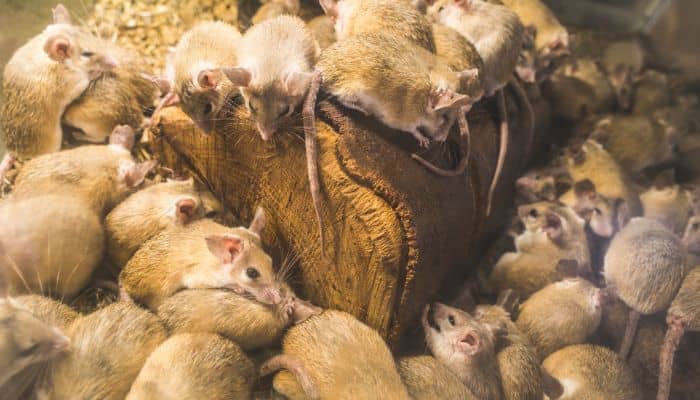 Cómo Las Plagas Se Agrupan En Invierno Para Conservar El Calor