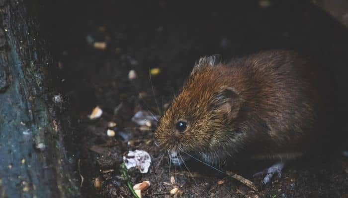 Cómo Las Plagas Se Alimentan Durante El Invierno