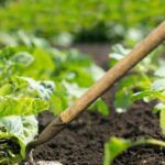 Cómo Las Plagas Utilizan La Vegetación Estival Para Su Ventaja