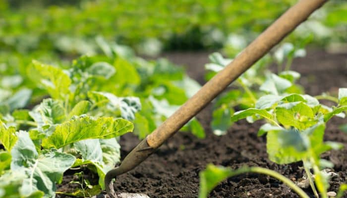Cómo Las Plagas Utilizan La Vegetación Estival Para Su Ventaja