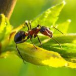 Cómo Prevenir Infestaciones De Hormigas En Primavera