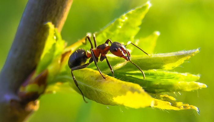 Cómo Prevenir Infestaciones De Hormigas En Primavera