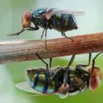 Cómo Prevenir Infestaciones De Moscas En Otoño