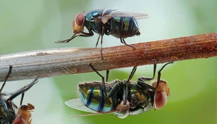 Cómo Prevenir Infestaciones De Moscas En Otoño