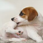 Cómo Proteger Tu Mascota De Pulgas En Primavera