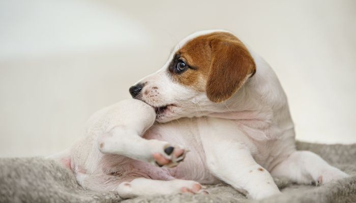 Cómo Proteger Tu Mascota De Pulgas En Primavera