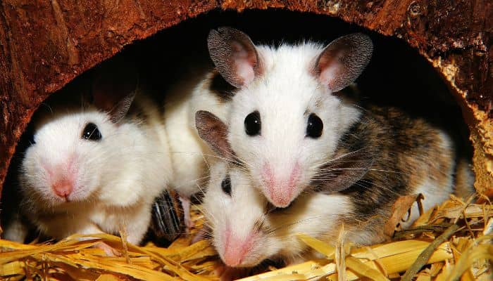 El Ciclo De Vida De Las Plagas Durante Los Meses De Invierno