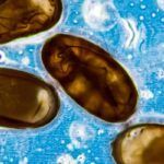 El Impacto Del Otoño En La Eclosión De Huevos De Ciertas Plagas