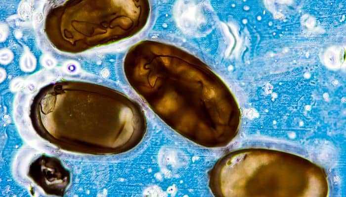 El Impacto Del Otoño En La Eclosión De Huevos De Ciertas Plagas