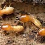 El Invierno Y Su Impacto En Las Colonias De Plagas Subterráneas