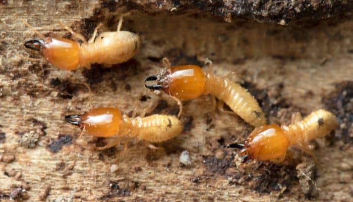 El Invierno Y Su Impacto En Las Colonias De Plagas Subterráneas