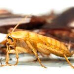 El Papel Del Otoño En La Reproducción De Ciertas Plagas Domésticas