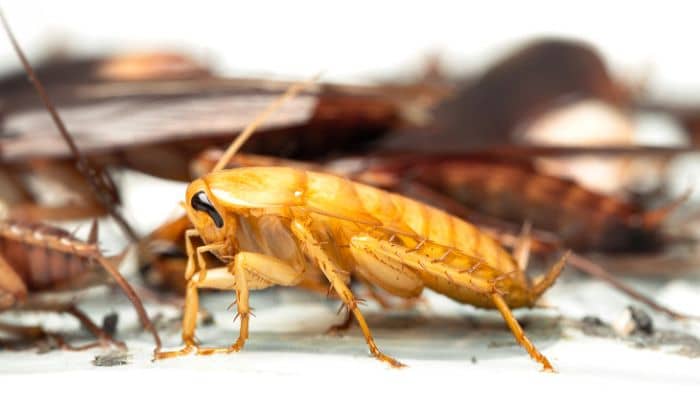 El Papel Del Otoño En La Reproducción De Ciertas Plagas Domésticas