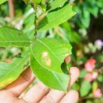 Las Plagas Que Invaden Los Jardines En Verano
