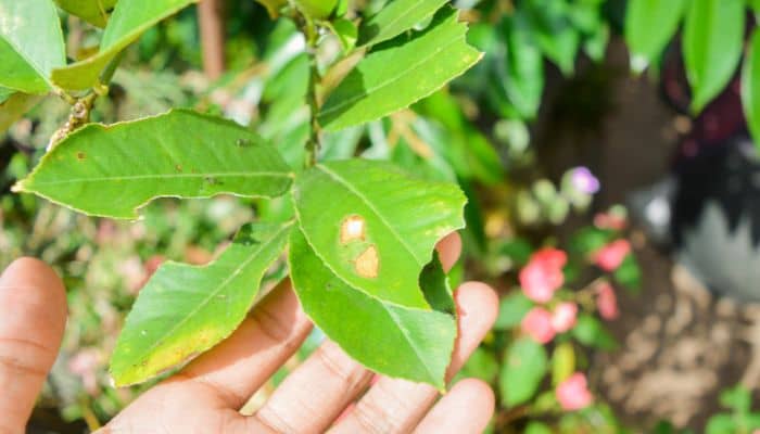 Las Plagas Que Invaden Los Jardines En Verano