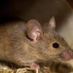 Las Plagas Que Se Esconden En Los Almacenes Y Sótanos Durante El Invierno