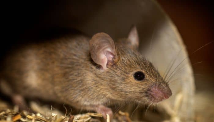 Las Plagas Que Se Esconden En Los Almacenes Y Sótanos Durante El Invierno