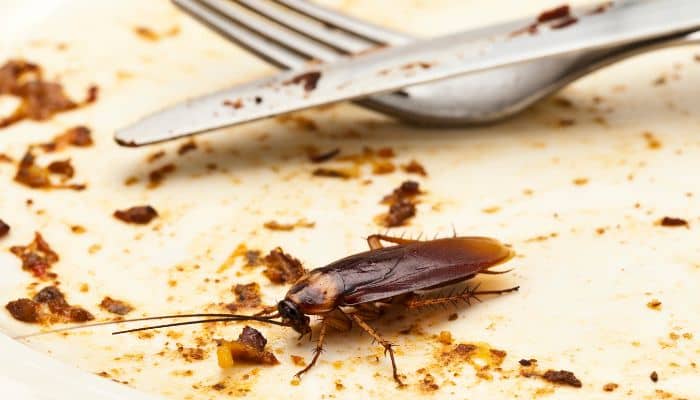 Los Errores más comunes que se cometen en la prevención de plagas