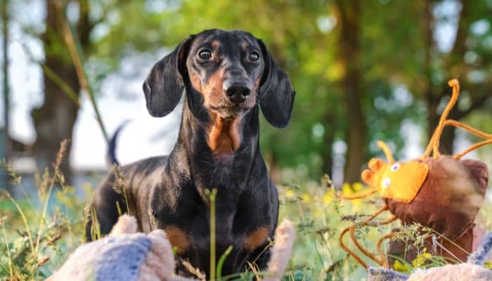 Plagas Que Afectan A Las Mascotas En Invierno Identificación Y Riesgos