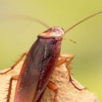 Plagas Que Buscan Entrar A Los Edificios Durante El Otoño