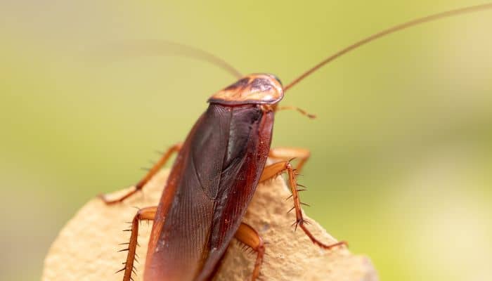 Plagas Que Buscan Entrar A Los Edificios Durante El Otoño