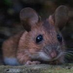 Plagas Que Buscan Refugio En Interiores Durante El Invierno