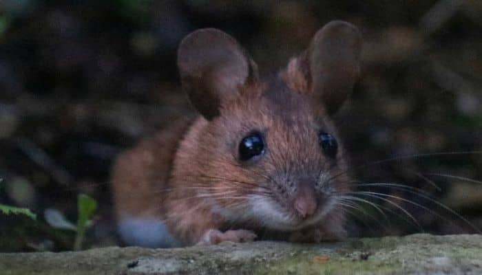 Plagas Que Buscan Refugio En Interiores Durante El Invierno