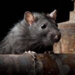 Plagas Que Buscan Refugio En Interiores Durante El Otoño