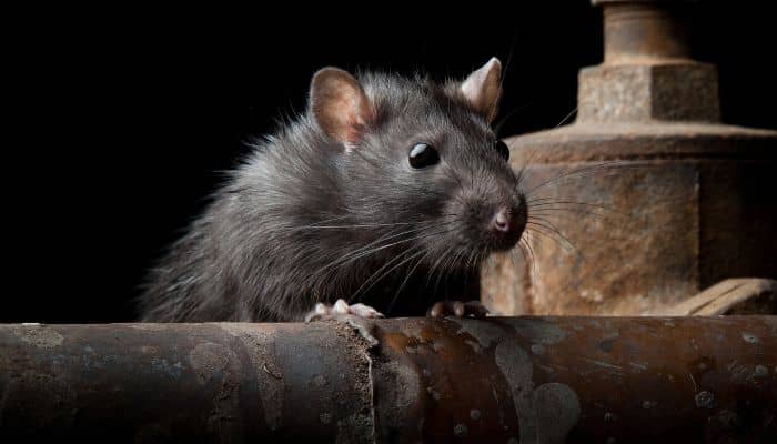 Plagas Que Buscan Refugio En Interiores Durante El Otoño