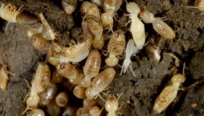Plagas Que Emergen Con La Humedad Y El Calor De La Primavera