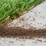 Plagas Que Emergen De Los Suelos En Época De Verano